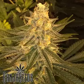 Super Cali Haze feminised Ganja Seeds
