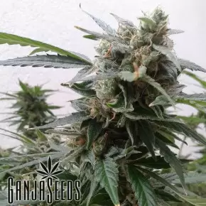 Auto Magnum feminised Ganja Seeds