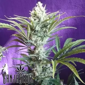 Black Widow feminised Ganja Seeds