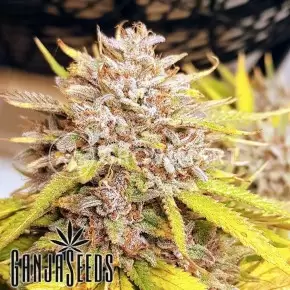 Auto Fat Banana feminised Ganja Seeds
