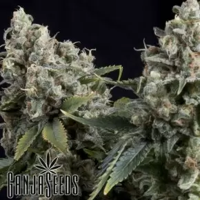 Tutankhamon feminised Ganja Seeds