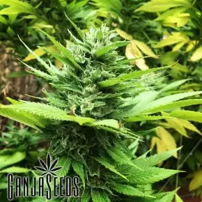 Durban Poison feminised Ganja Seeds