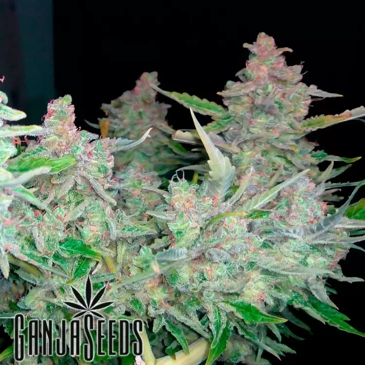 Sweet Tooth feminised Ganja Seeds