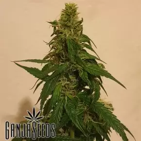 Gelato feminised Ganja Seeds