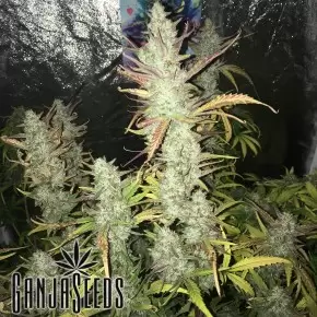 Auto Gorilla Girl XL feminised Ganja Seeds