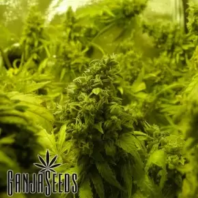 K-Train feminised Ganja Seeds