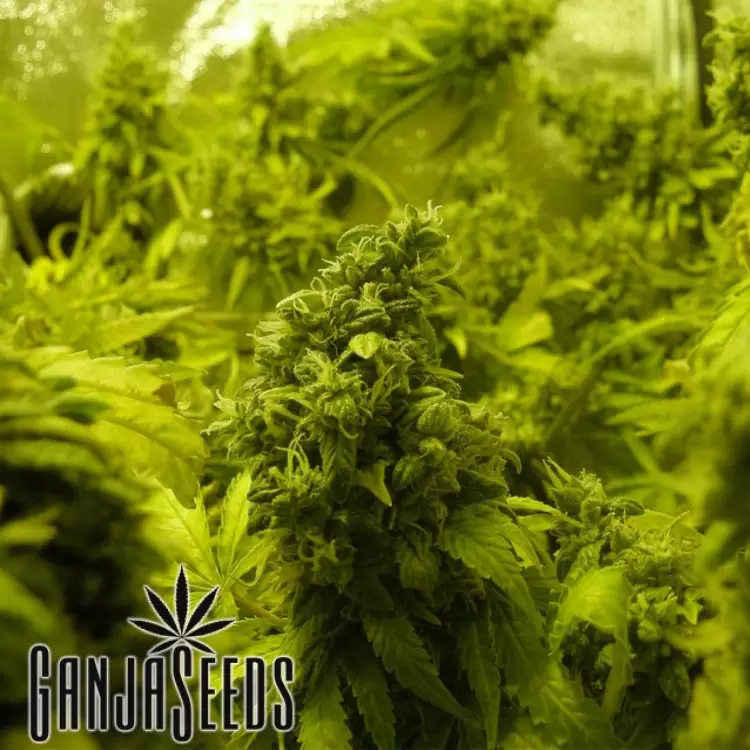 K-Train feminised Ganja Seeds