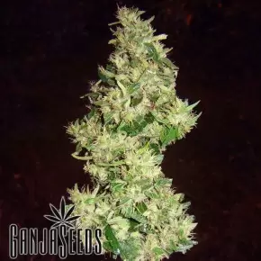 Power Africa feminised Ganja Seeds