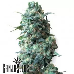 Afghan Kush feminised Ganja Seeds