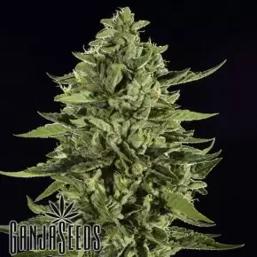 Auto Skywalker OG feminised Ganja Seeds