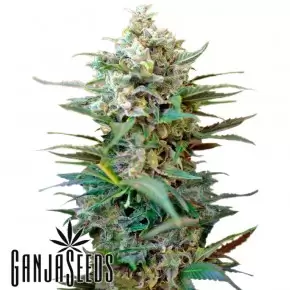Auto Big Devil XL feminised Ganja Seeds