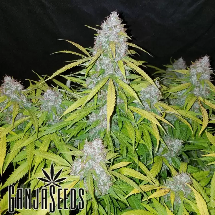 G13 feminised Ganja Seeds