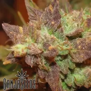 Auto Big Devil 2 feminised Ganja Seeds