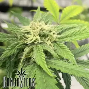 Auto Jealousy Z XL feminised Ganja Seeds