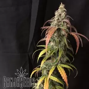 Auto Black Jack feminised Ganja Seeds