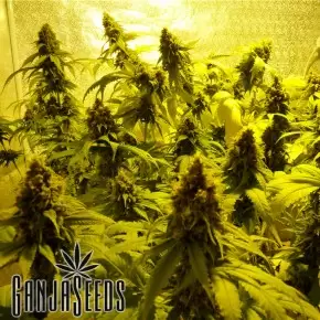 Auto Mohan Ram feminised Ganja Seeds