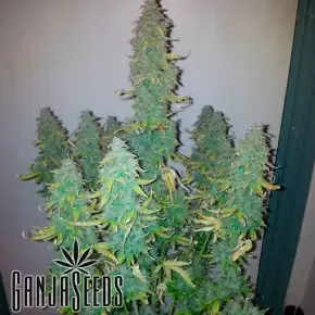 Auto Big Bud XXL feminised Ganja Seeds