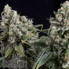 Auto Tutankhamon feminised Ganja Seeds