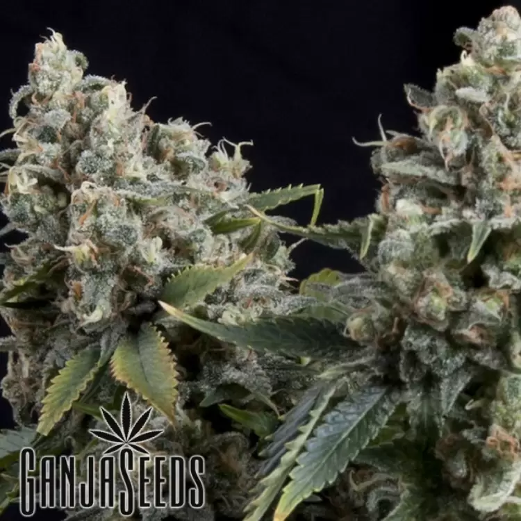 Auto Tutankhamon feminised Ganja Seeds