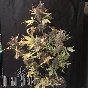 Auto Devil Cream feminised Ganja Seeds