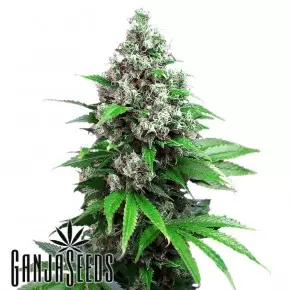 Auto Killer Kush feminised Ganja Seeds