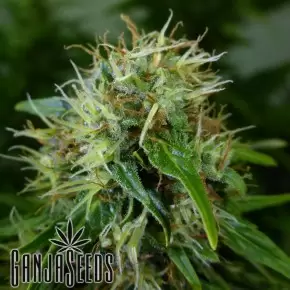 Auto Lowryder feminised Ganja Seeds
