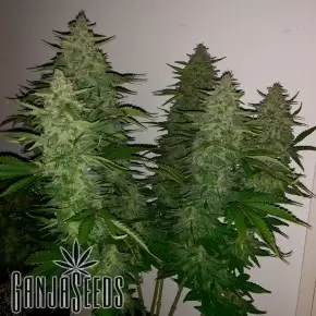 Auto Royal Gorilla feminised Ganja Seeds
