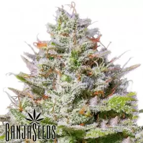 Blue Gelato 41 feminised Ganja Seeds