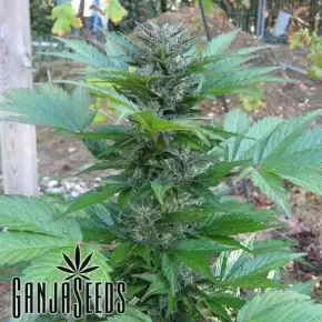 Kalashnikova feminised Ganja Seeds