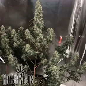 Auto Gagarin 2 feminised Ganja Seeds