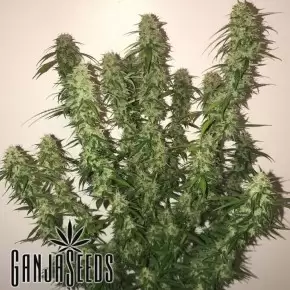 Auto OG Kush feminised Ganja Seeds