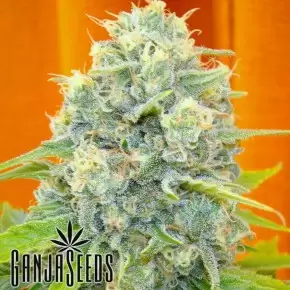 Auto Big Bud feminised Ganja Seeds