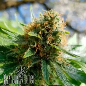 Agamotto feminised GanjaVIP Seeds