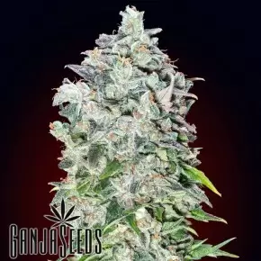 Deathlok feminised GanjaVIP Seeds