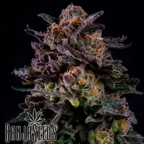 Havok feminised GanjaVIP Seeds