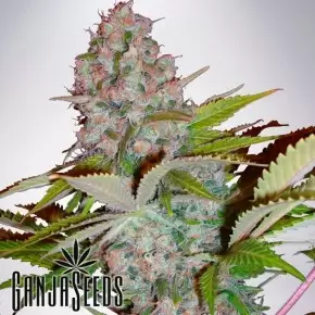 Hyperion feminised GanjaVIP Seeds