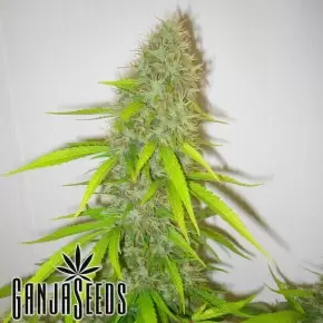 Auto Jack Herer feminised Ganja Seeds