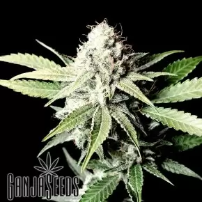 Juggernaut feminised GanjaVIP Seeds