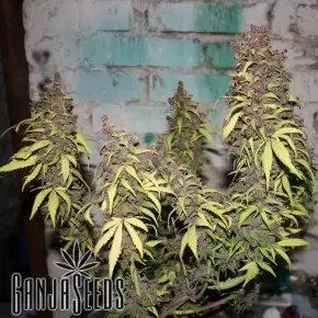 Auto Caiera feminised GanjaVIP Seeds