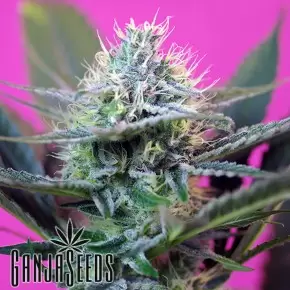Auto + Speed feminised Ganja Seeds