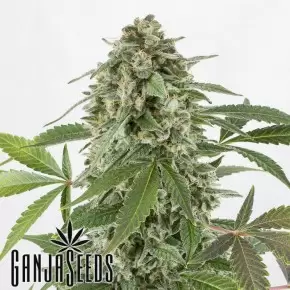Auto Elektra feminised GanjaVIP Seeds