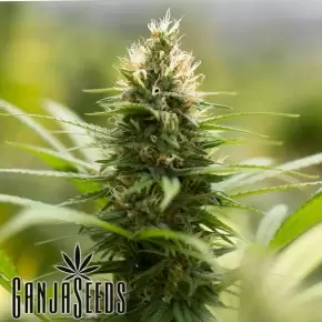Auto Kronos feminised GanjaVIP Seeds