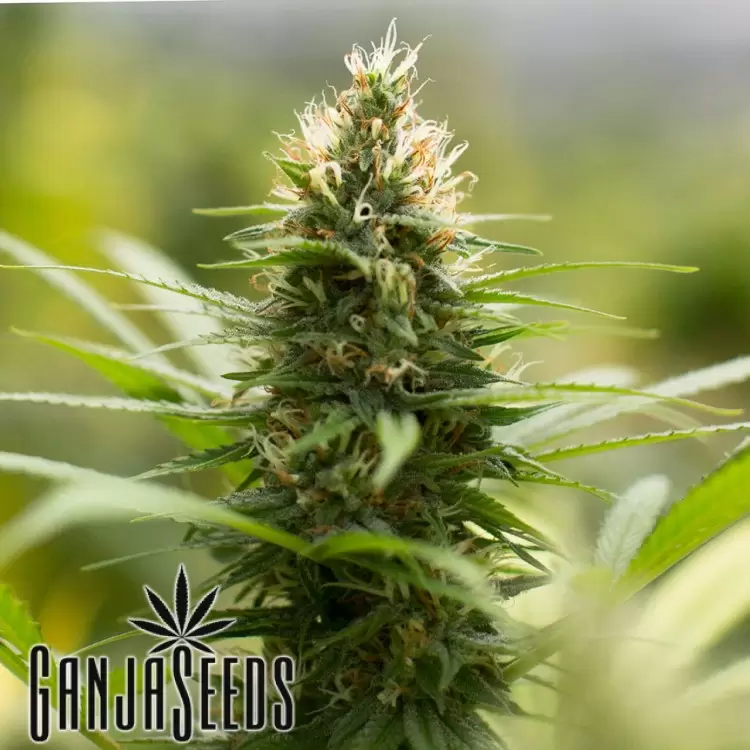 Auto Kronos feminised GanjaVIP Seeds
