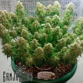 Auto Magik feminised GanjaVIP Seeds