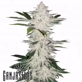 Auto Chemdawg feminised Ganja Seeds