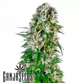 Auto Namor feminised GanjaVIP Seeds