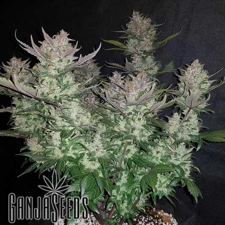 Auto Dark Devil feminised Ganja Seeds