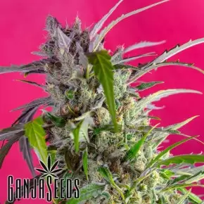 Auto Skaar feminised GanjaVIP Seeds