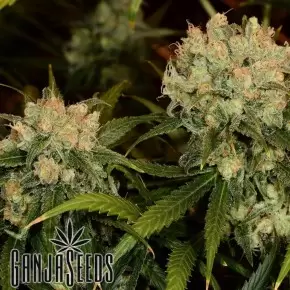 Auto Northern Lights feminised Ganja Seeds