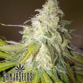 Auto Sour Diesel feminised Ganja Seeds